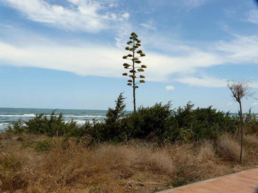 Agave americana / Agave